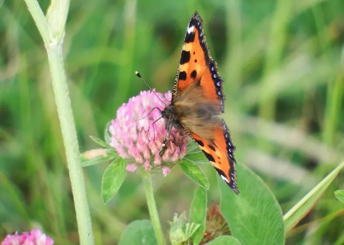 Schlei Idyll Maasholm-Bad